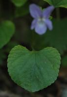 Image 23