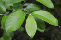 Image 13