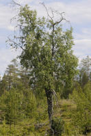 Image 14