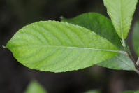 Image 18