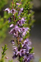 Image 23