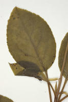 Image 17
