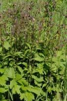 Image 17