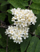 Image 24