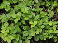 Image 14