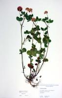 Image 14