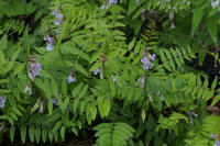 Image 16