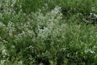 Image 24