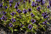 Image 15