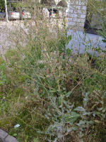 Image 13