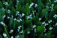 Image 14