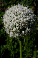 Image 16