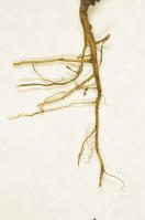 Image 14