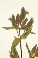 Image 18