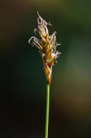 Image 16