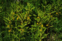 Image 18