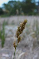 Image 16