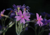 Image 14
