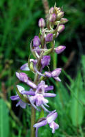 Image 17