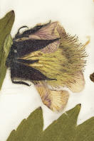 Image 22