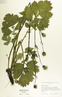 Image 23