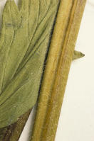 Image 24
