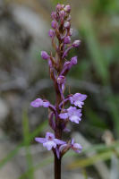 Image 16