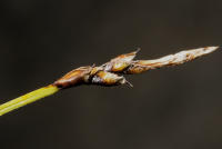 Image 16