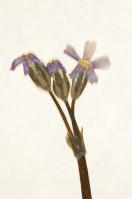 Image 16