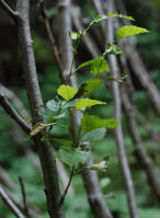 Image 24