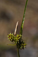 Image 16