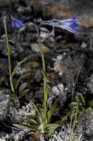 Image 13
