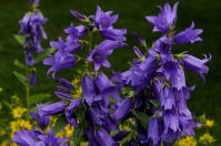 Image 20