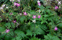 Image 21