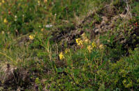 Image 13