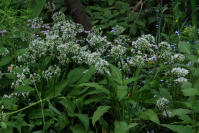 Image 14