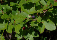 Image 13