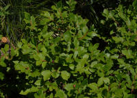 Image 14