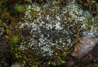 Image 17