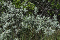 Image 14