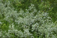 Image 15