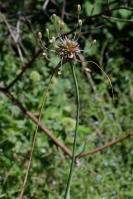 Image 16