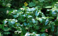 Image 15