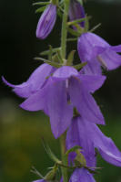 Image 16