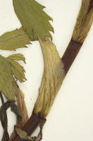 Image 23