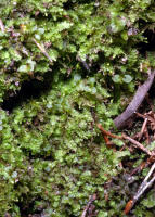 Image 14