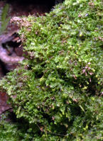 Image 16