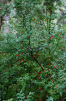 Image 24