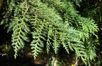 Image 15