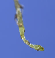 Image 15